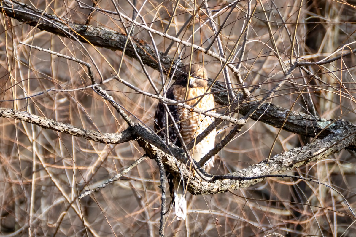 Rotschulterbussard - ML646753935