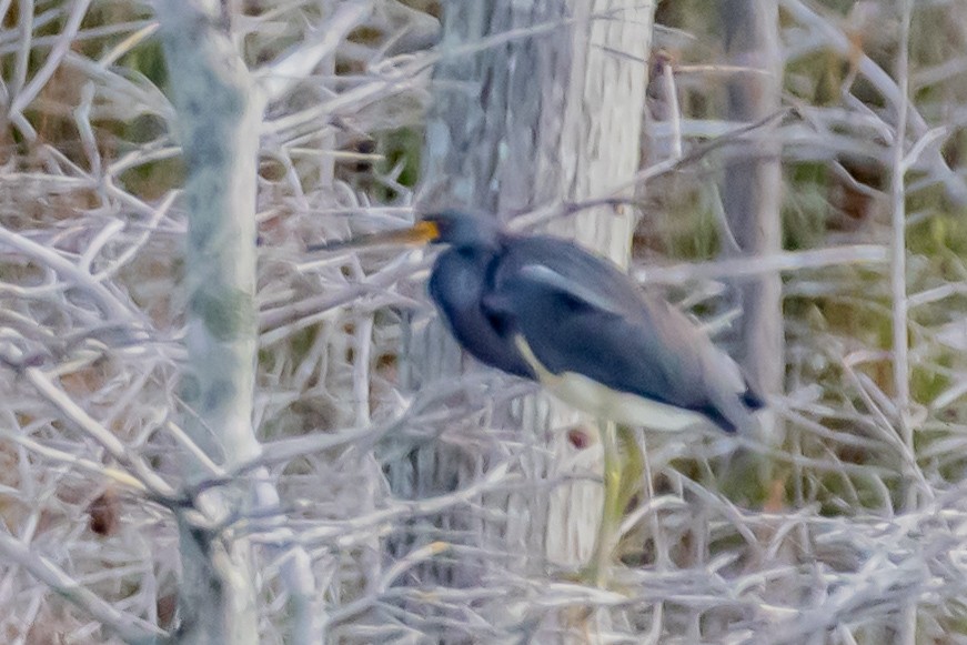 Dreifarbenreiher - ML646753945