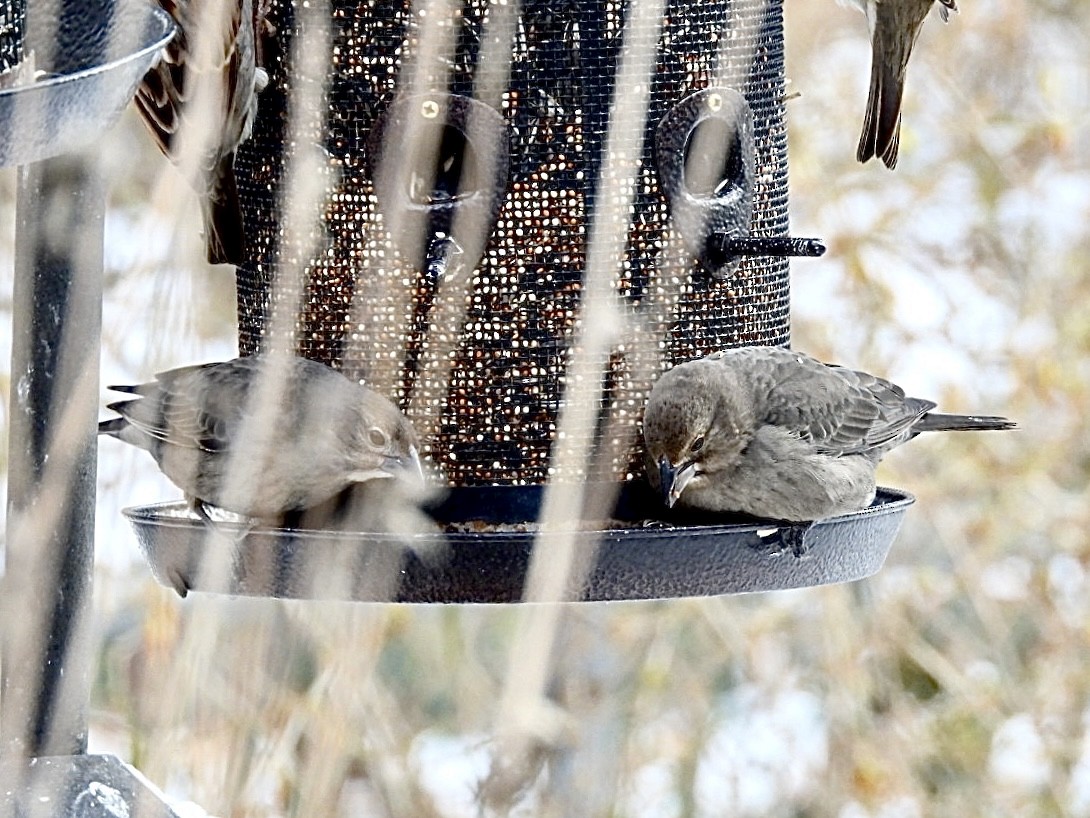 Вашер буроголовий - ML646753947