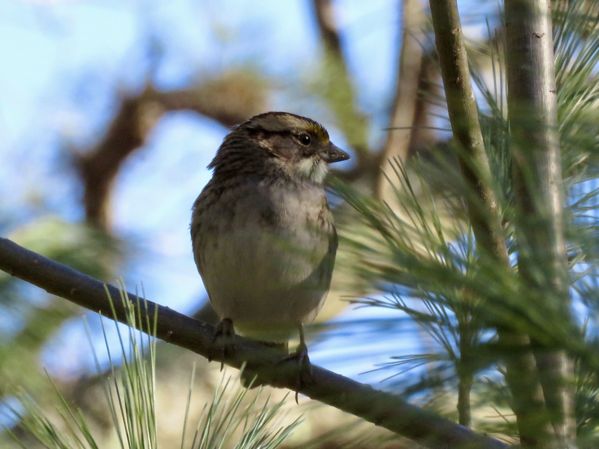 Weißkehlammer - ML646753948