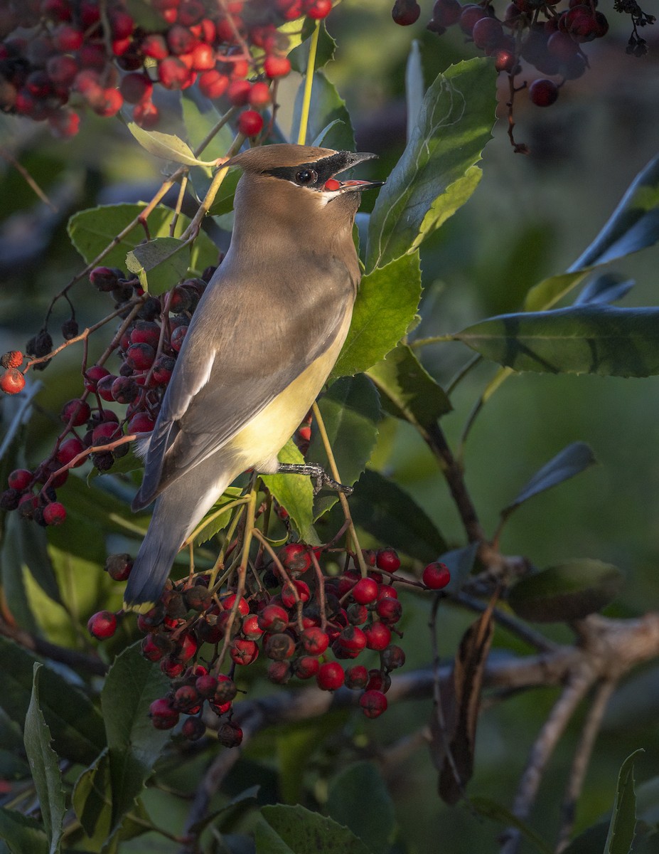 Кедровый свиристель - ML646753952