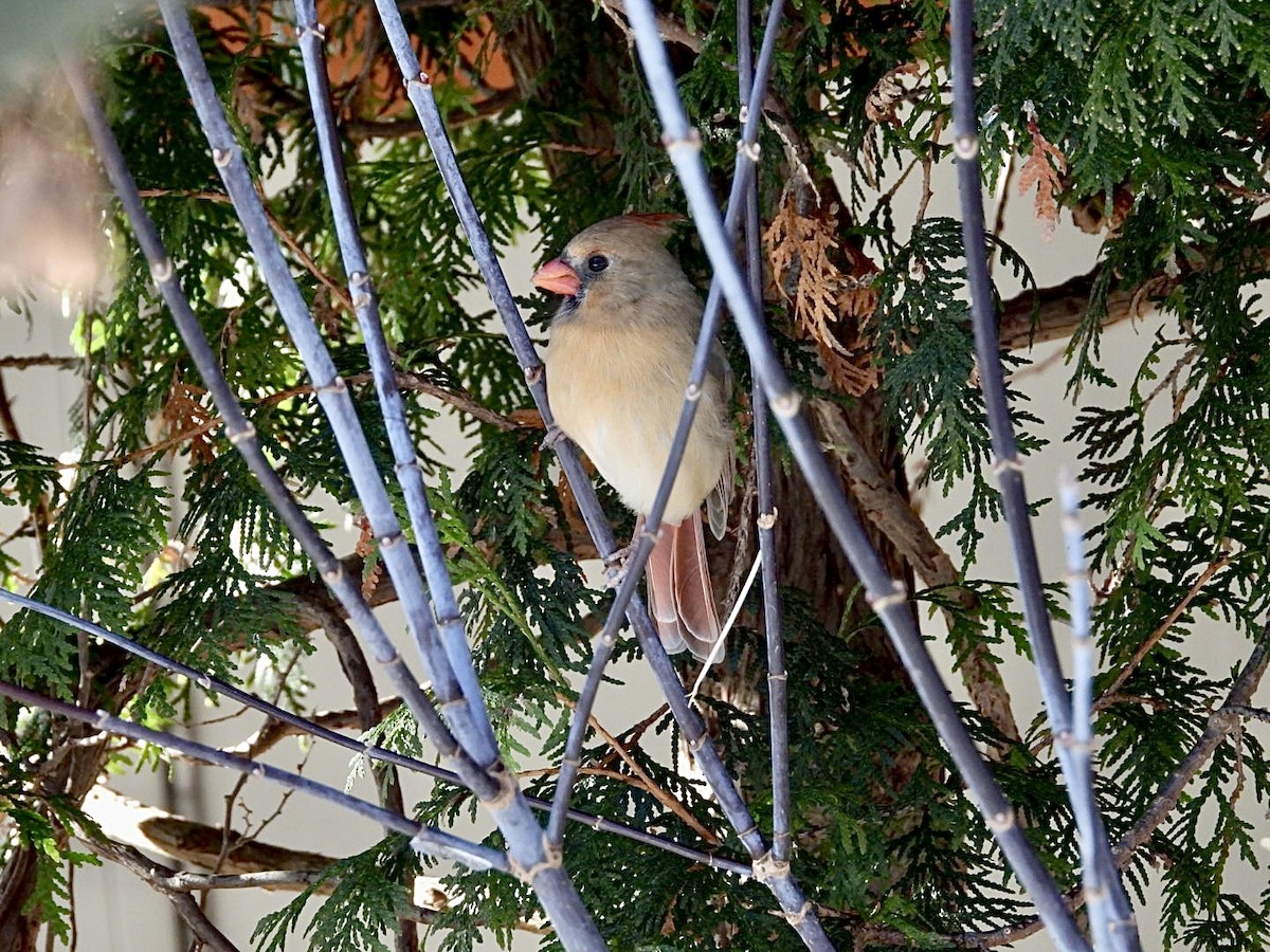 Кардинал червоний - ML646753953