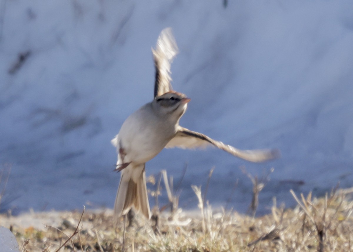 Chipping Sparrow - ML646753954