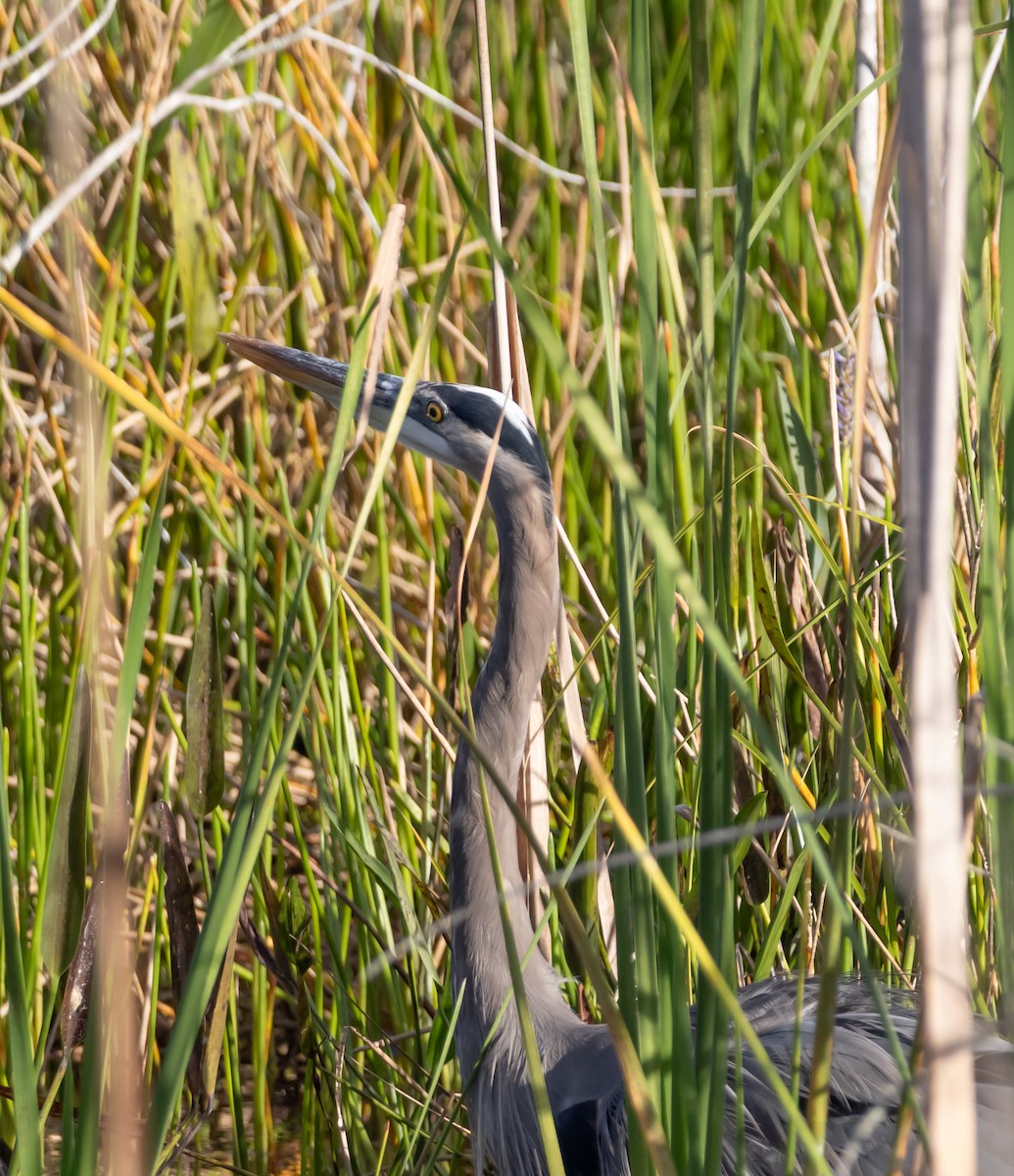 Kanadareiher - ML646753956