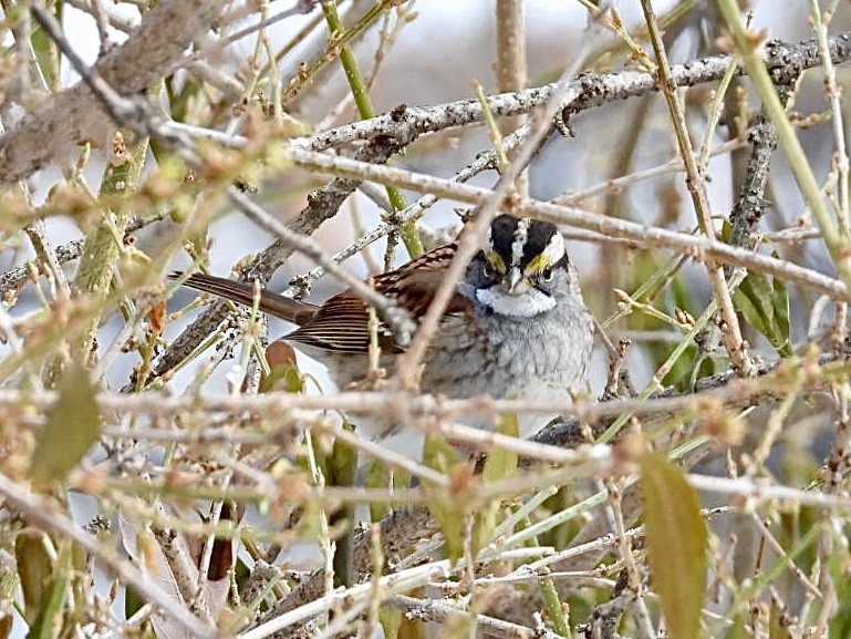 Бруант білогорлий - ML646753961