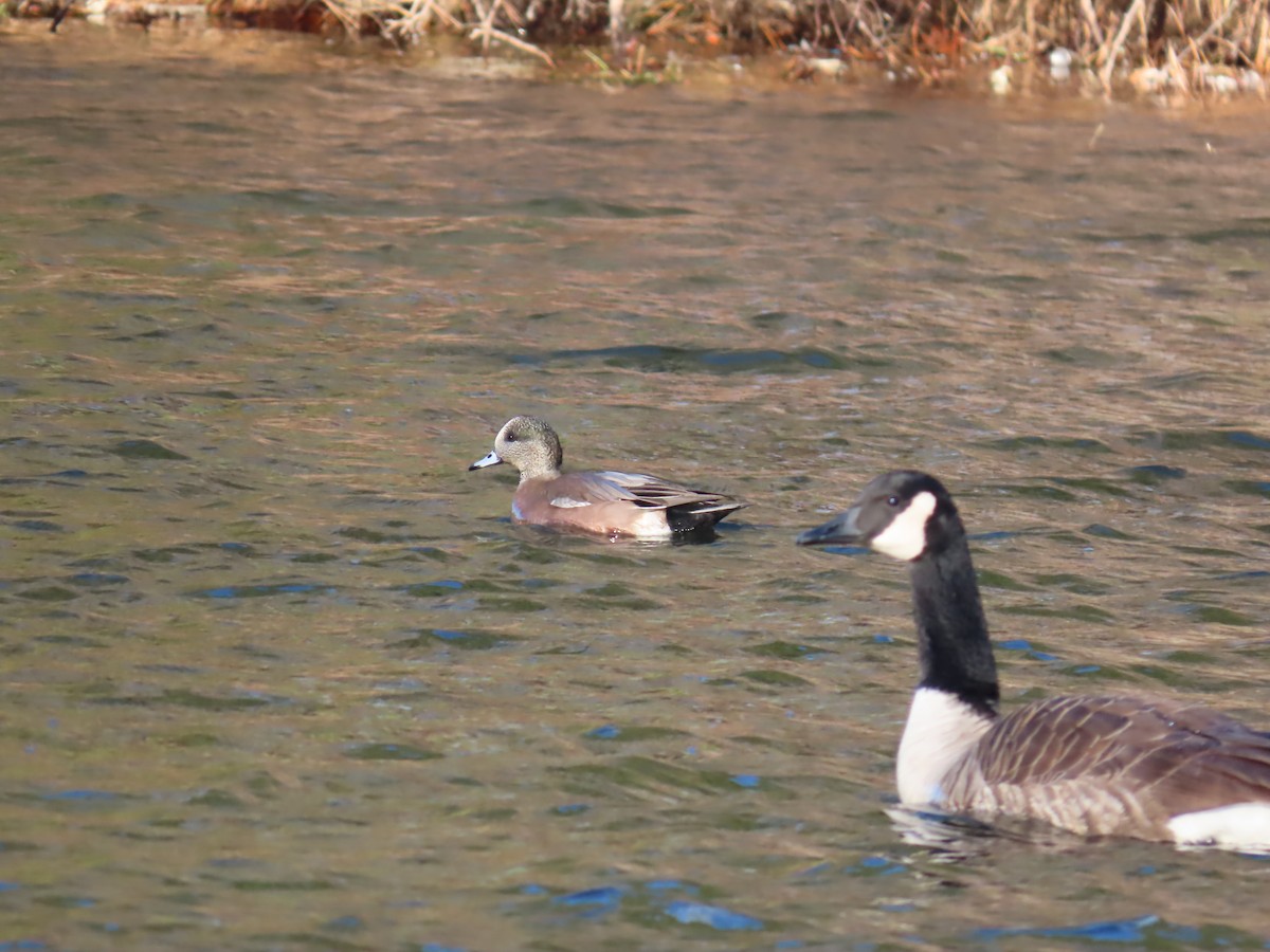 アメリカヒドリ - ML646753968