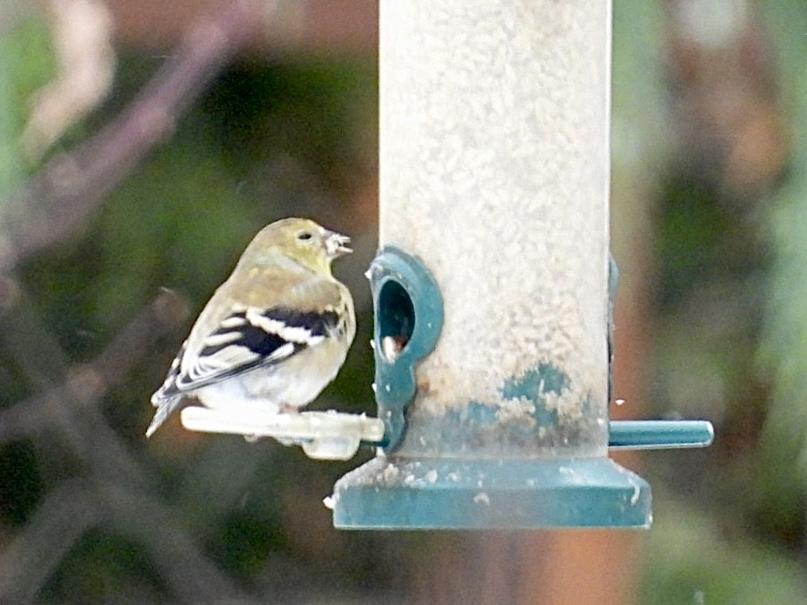 Чиж золотий - ML646753974