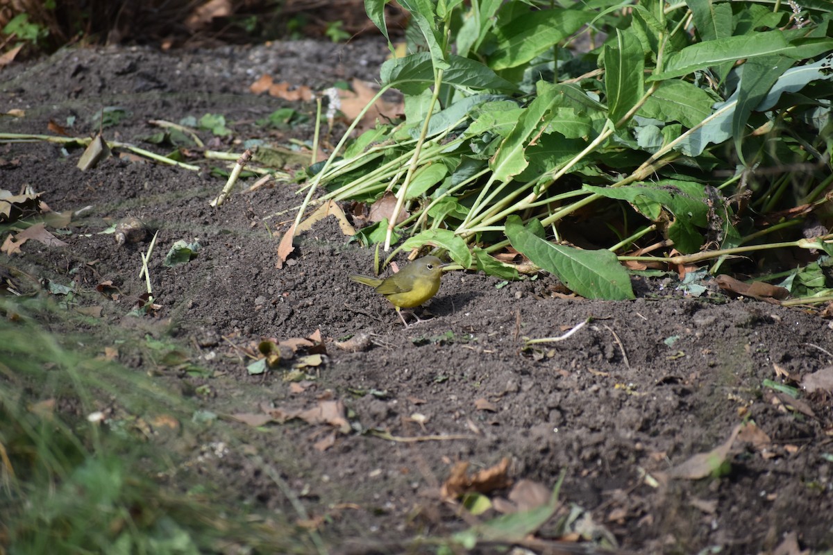 Mourning Warbler - ML646753975