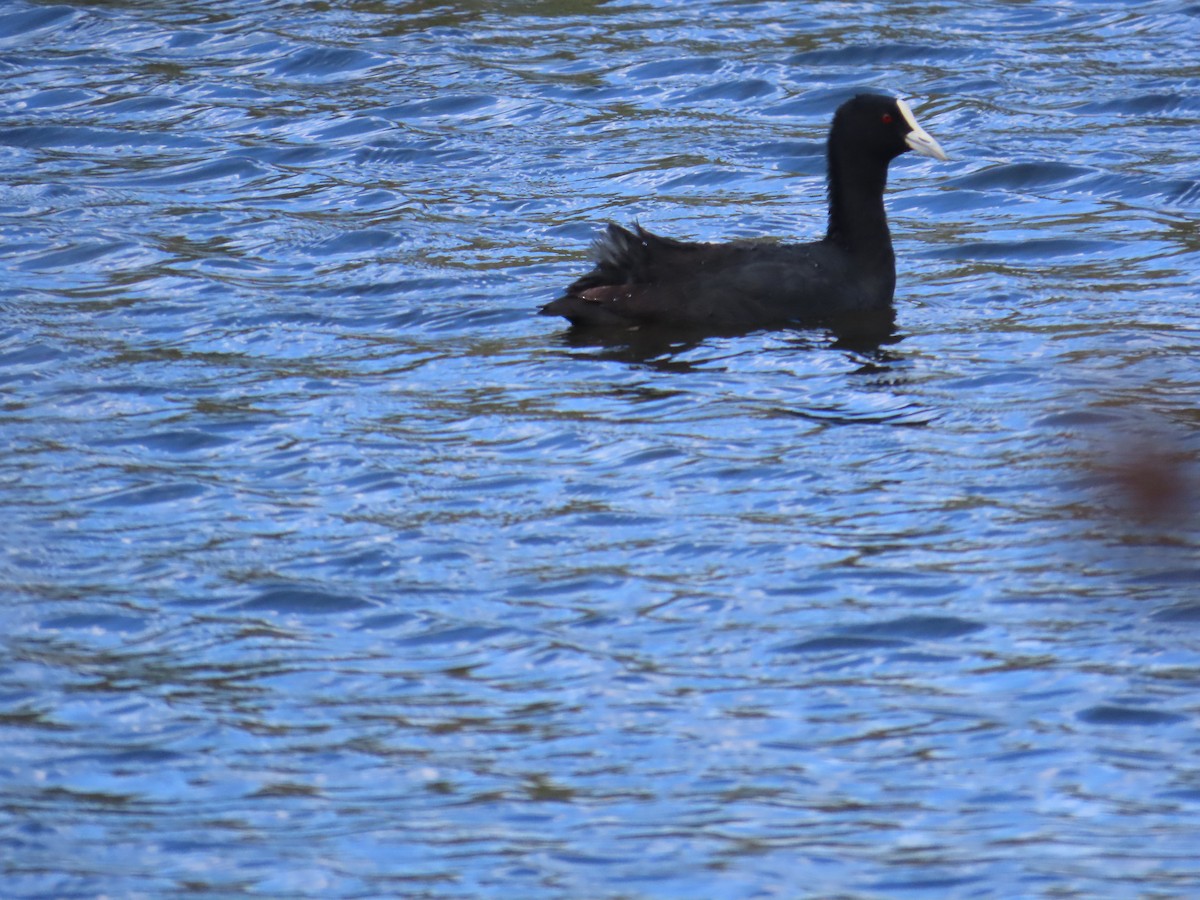 Eurasian Coot - ML646753976