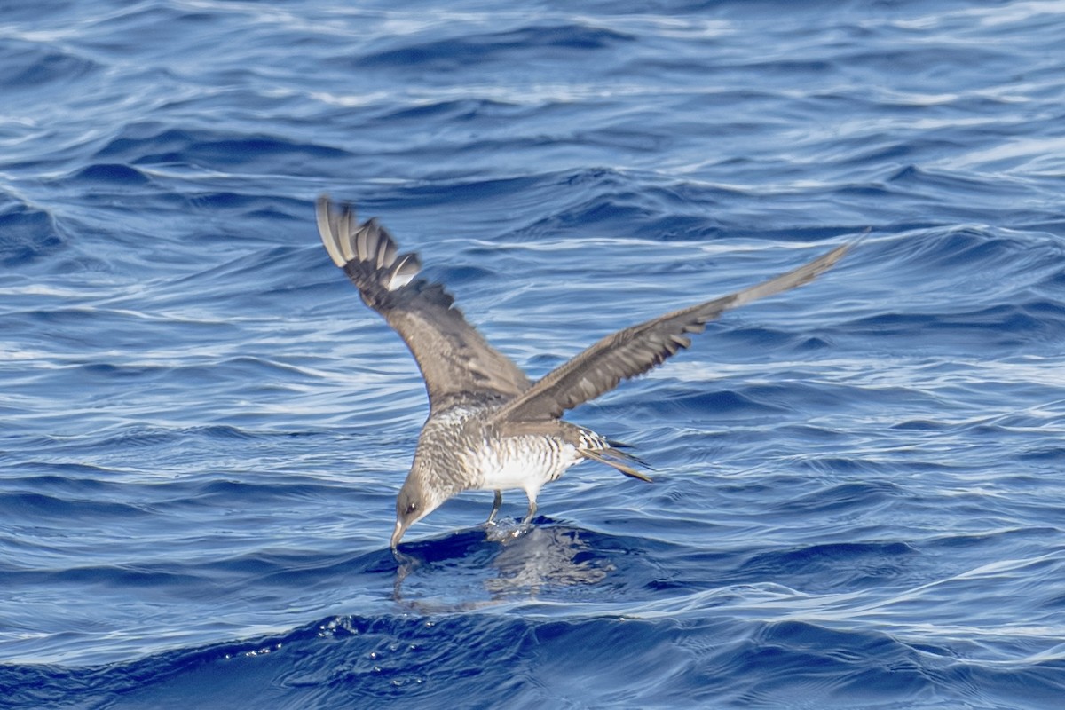 chaluha příživná - ML646753977