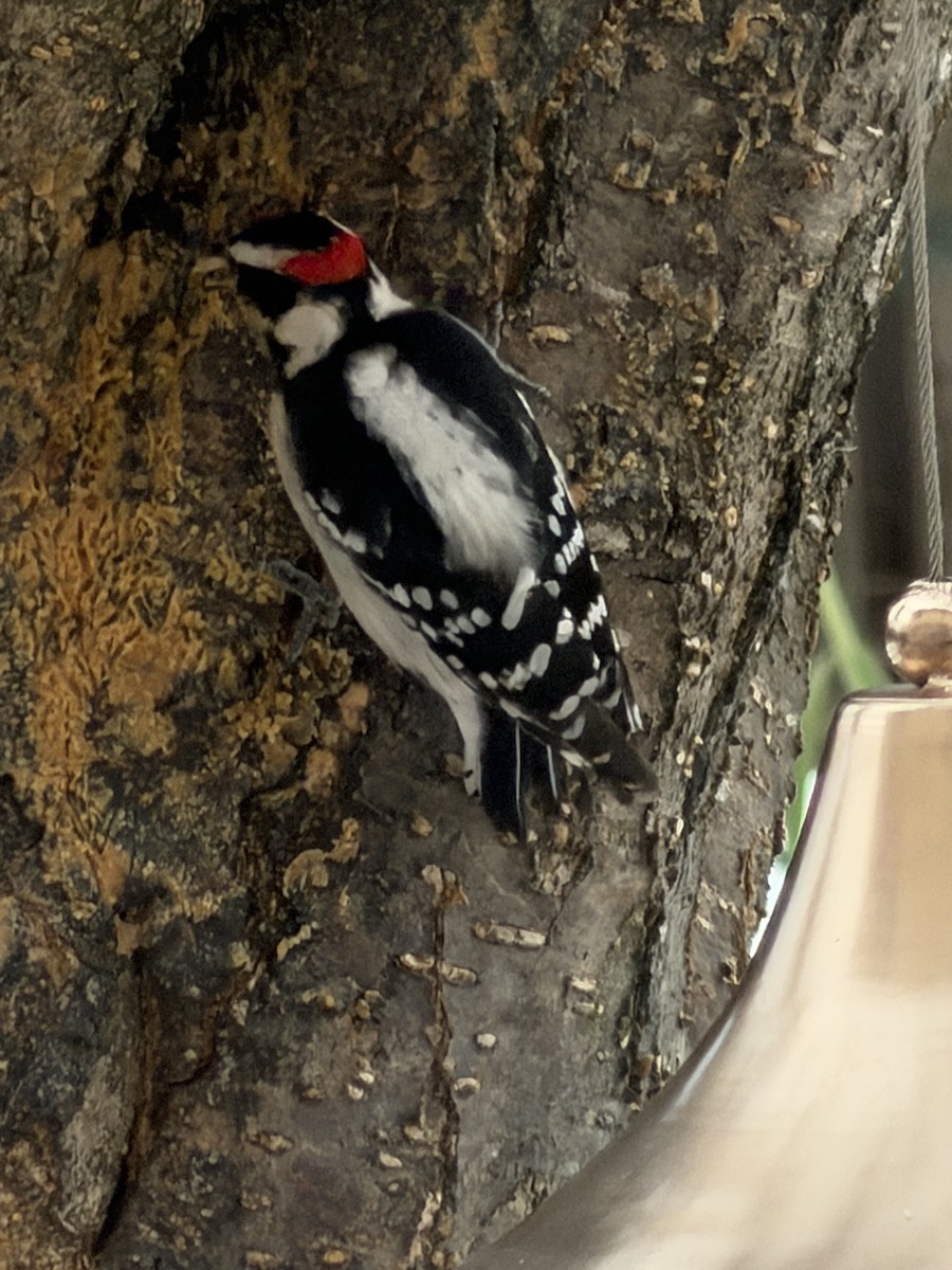 dunspett - ML646753979