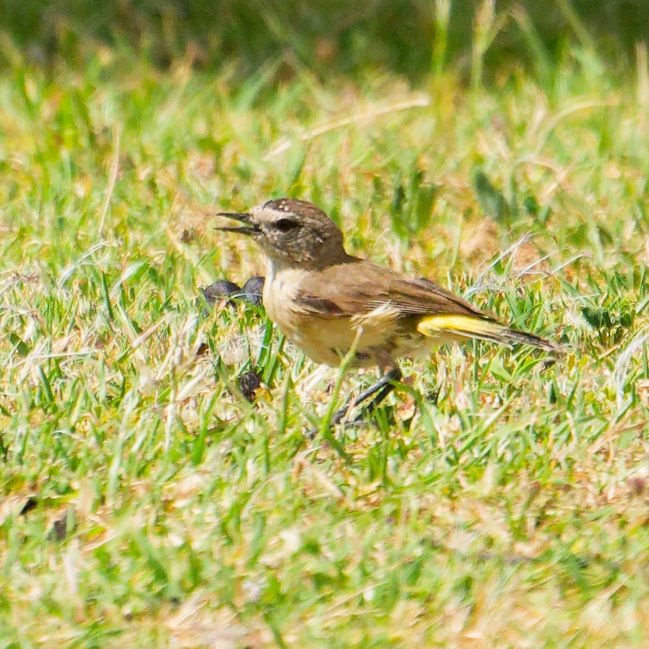 Yellow-rumped Thornbill - ML646753985