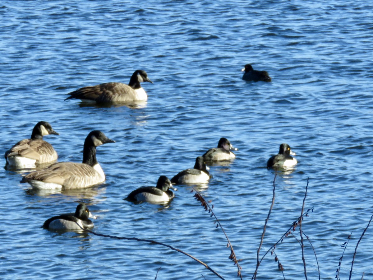 Ringschnabelente - ML646753986