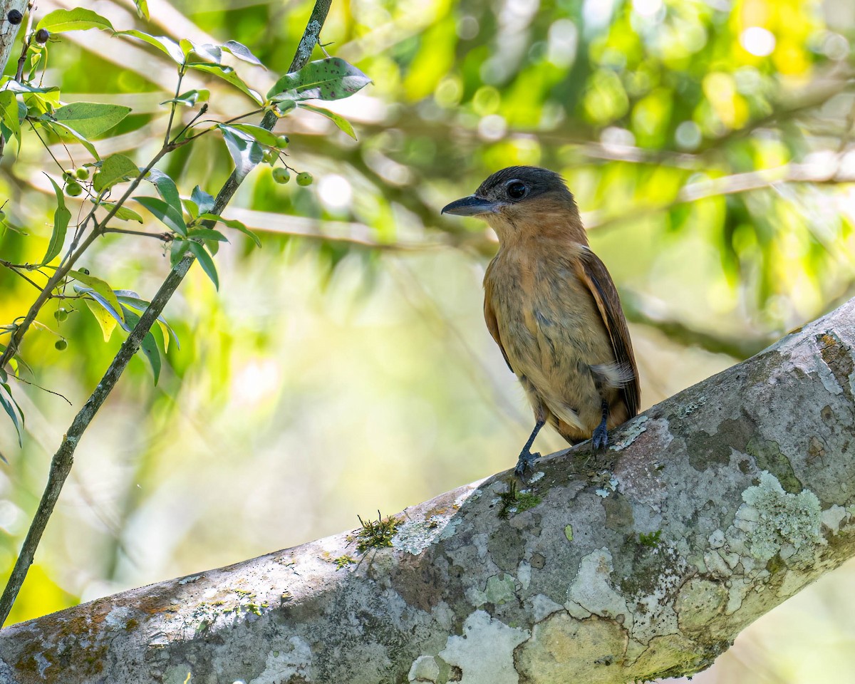 Crested Becard - ML646753988