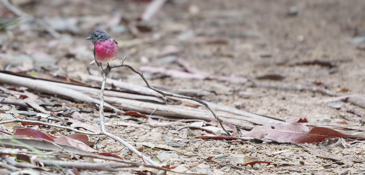 Rose Robin - ML646753989