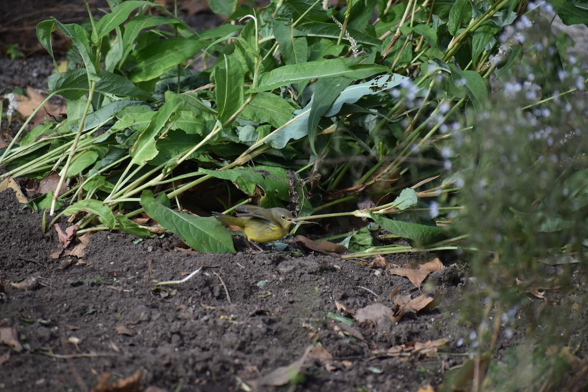 Mourning Warbler - ML646753995