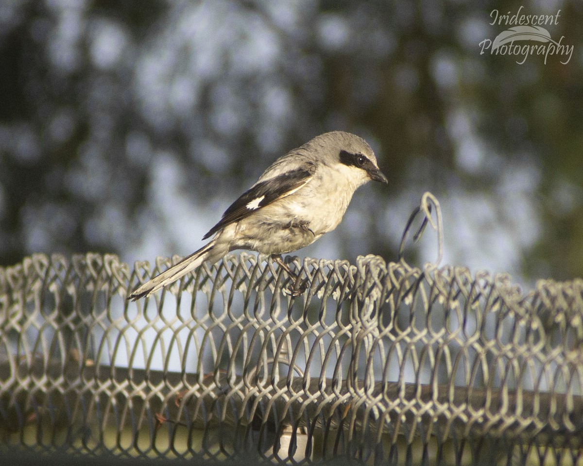 Loggerhead Shrike - ML646753996