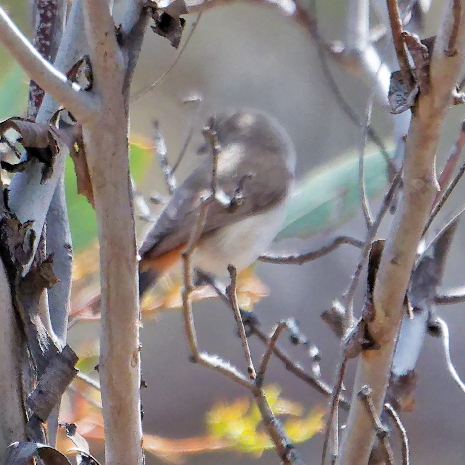 Chestnut-rumped Thornbill - ML646753998