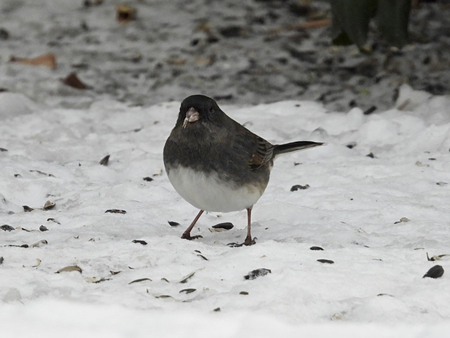 Dark-eyed Junco - ML646753999