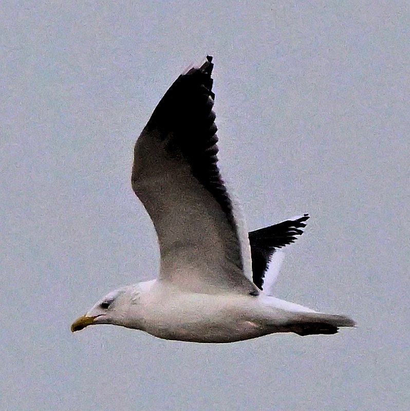 Great Black-backed Gull - ML646754000