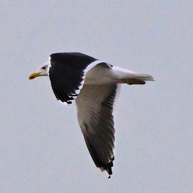 Great Black-backed Gull - ML646754001