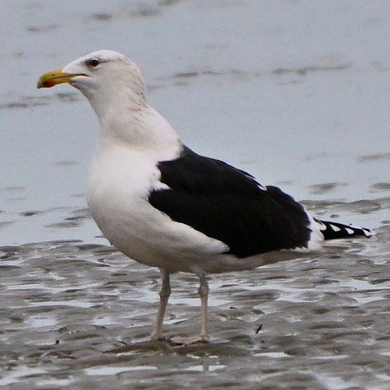 Great Black-backed Gull - ML646754002