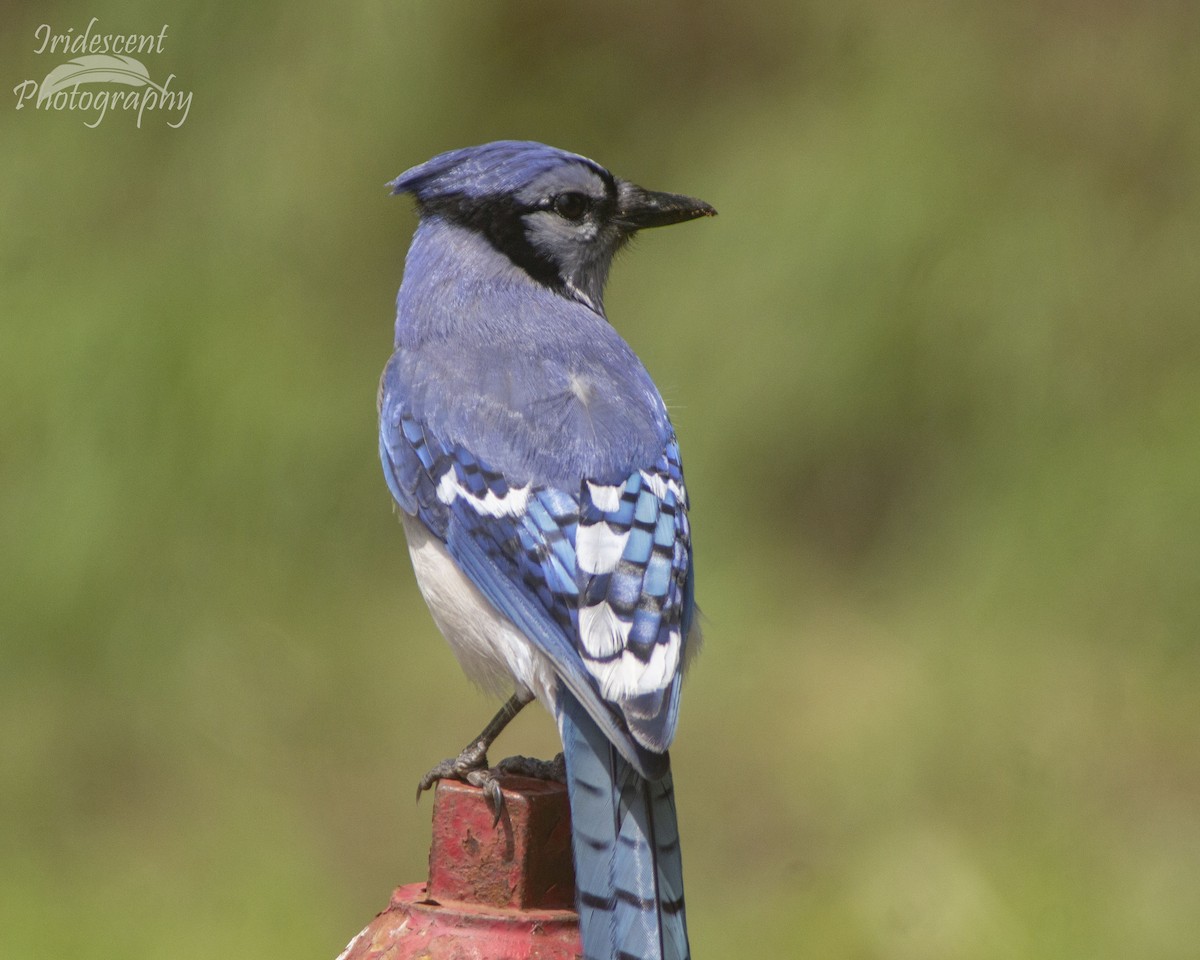 Geai bleu - ML646754004