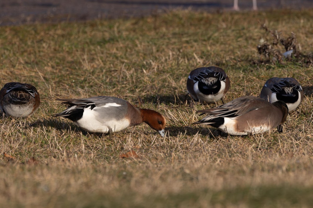 ヒドリガモ - ML646754008