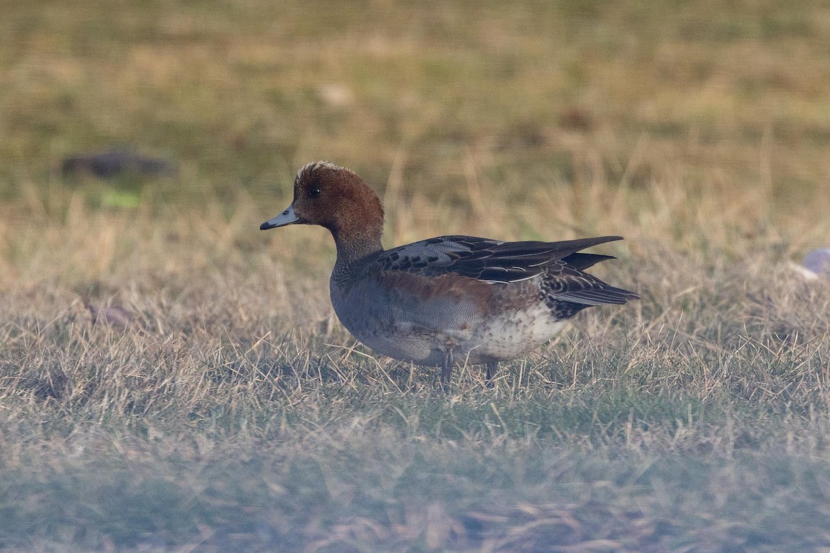 ヒドリガモ - ML646754009