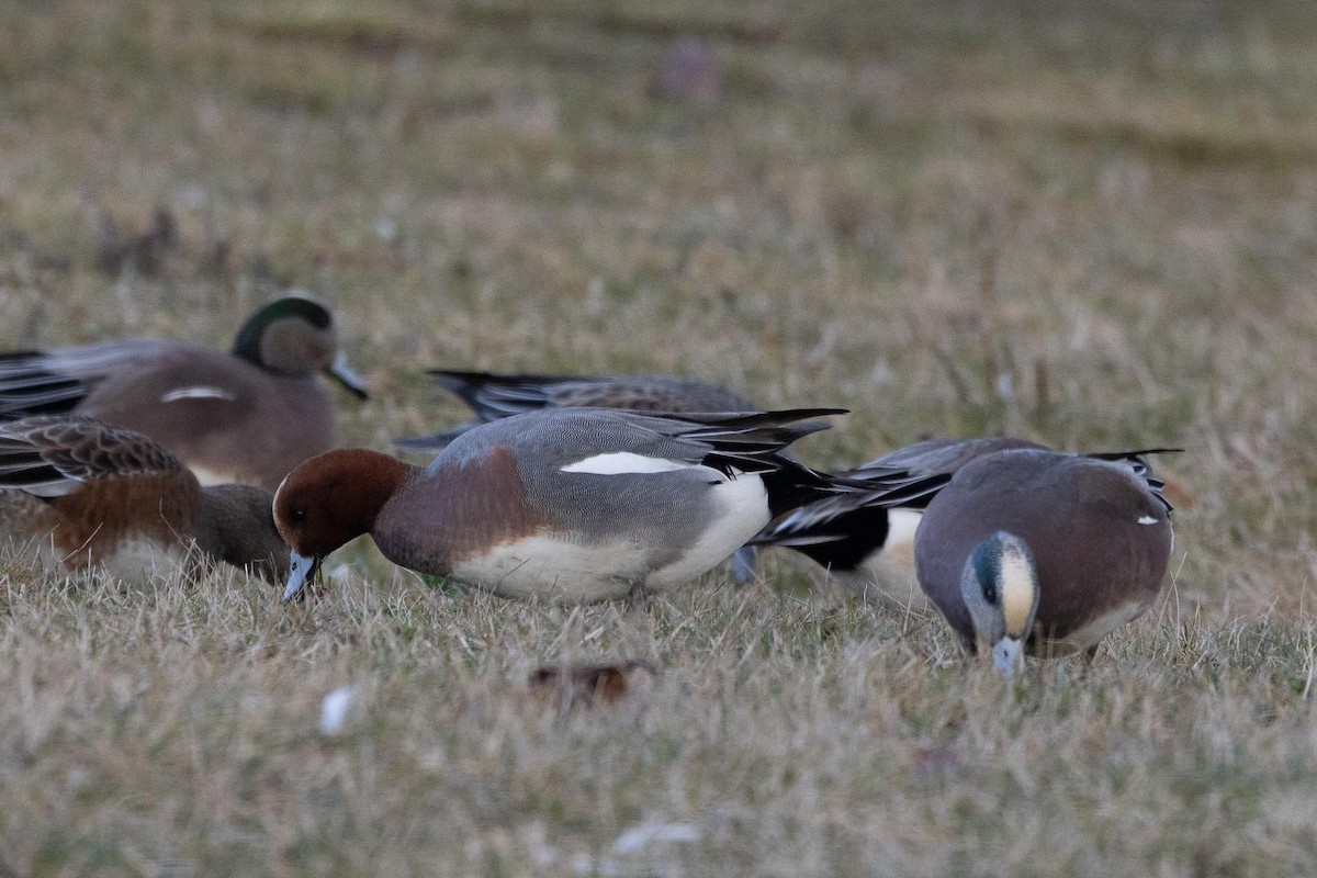 ヒドリガモ - ML646754010