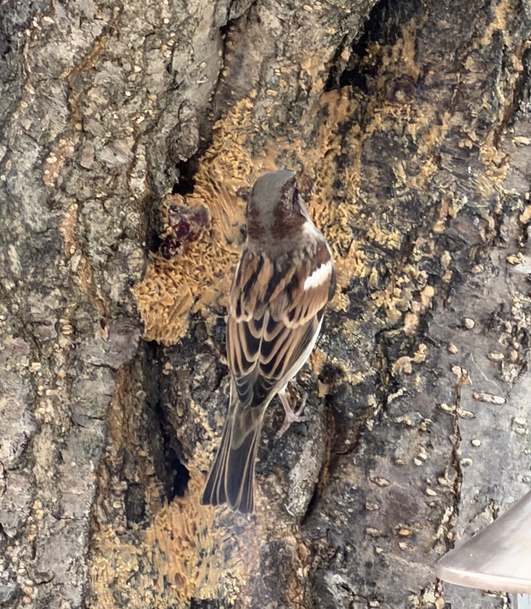 gråspurv - ML646754014