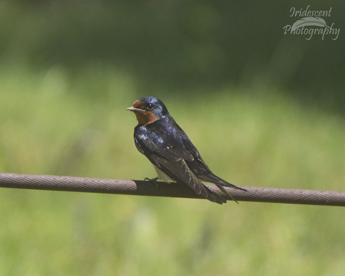 Ластівка сільська - ML646754015