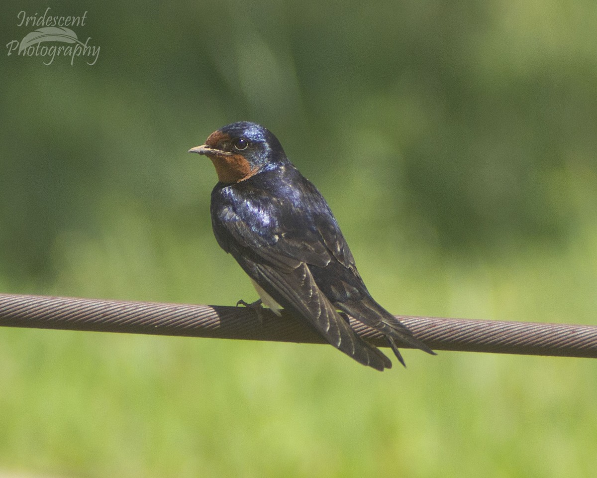 Ластівка сільська - ML646754016