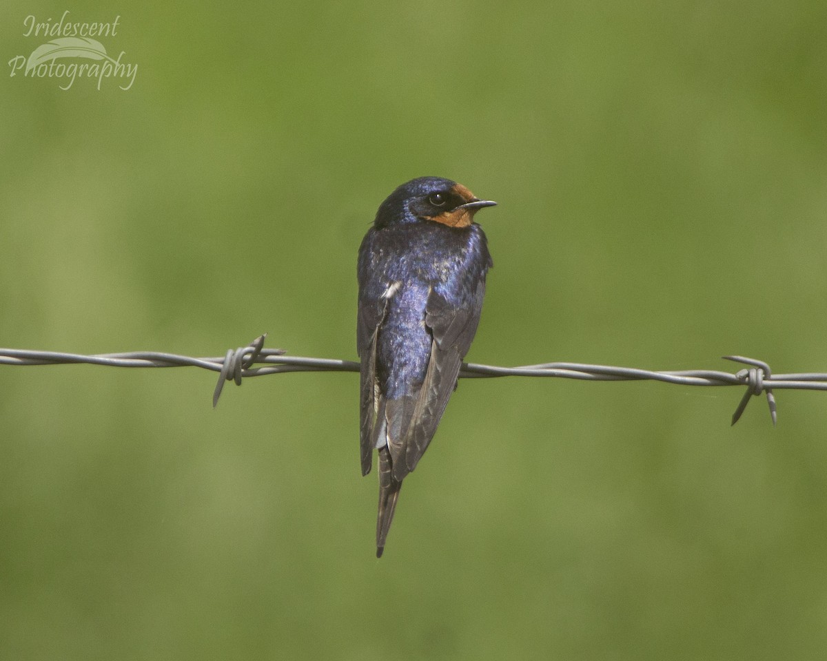 Ластівка сільська - ML646754017