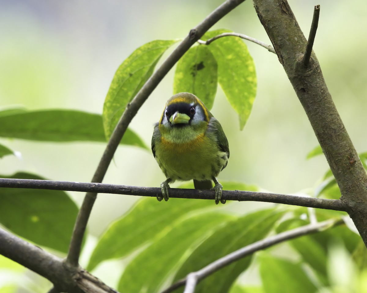 rødhodeskjeggfugl - ML646754018