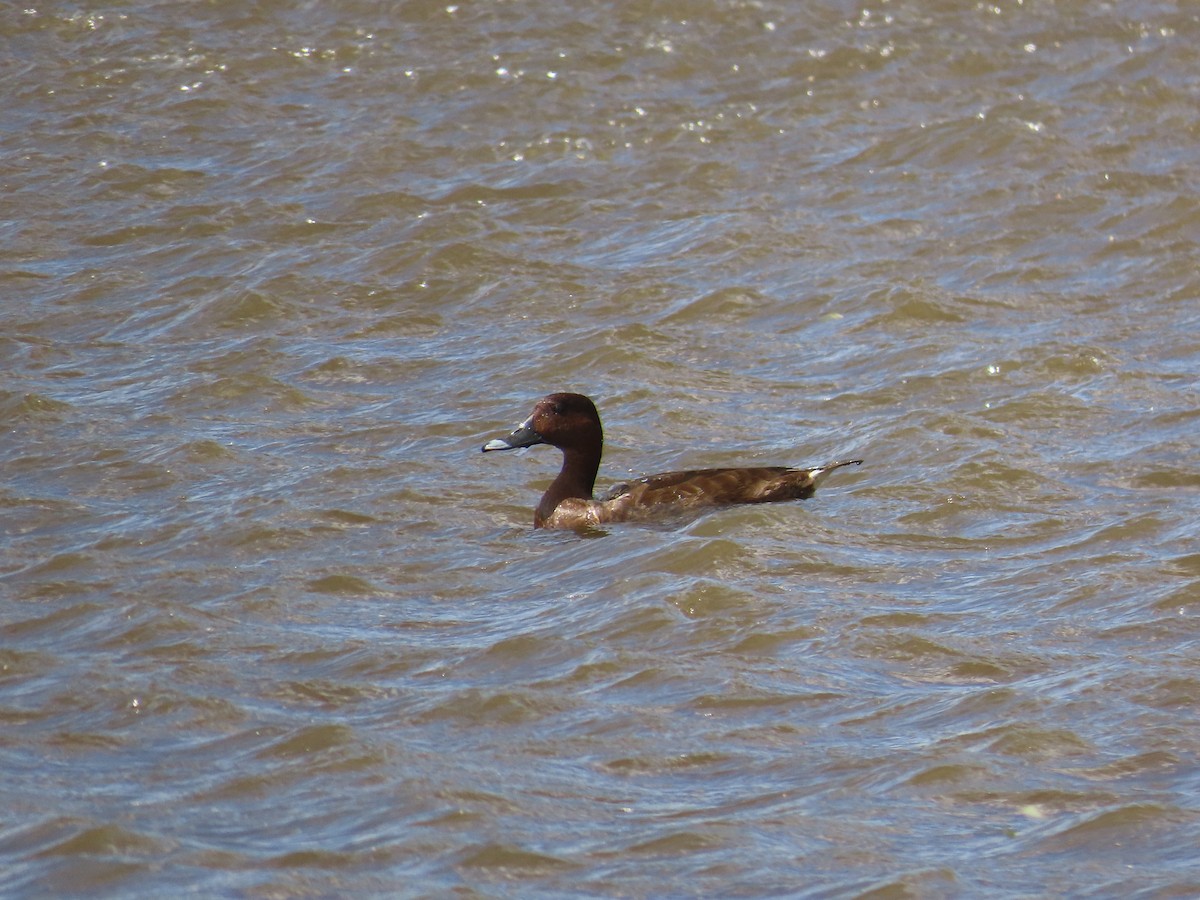 Hardhead - ML646754019