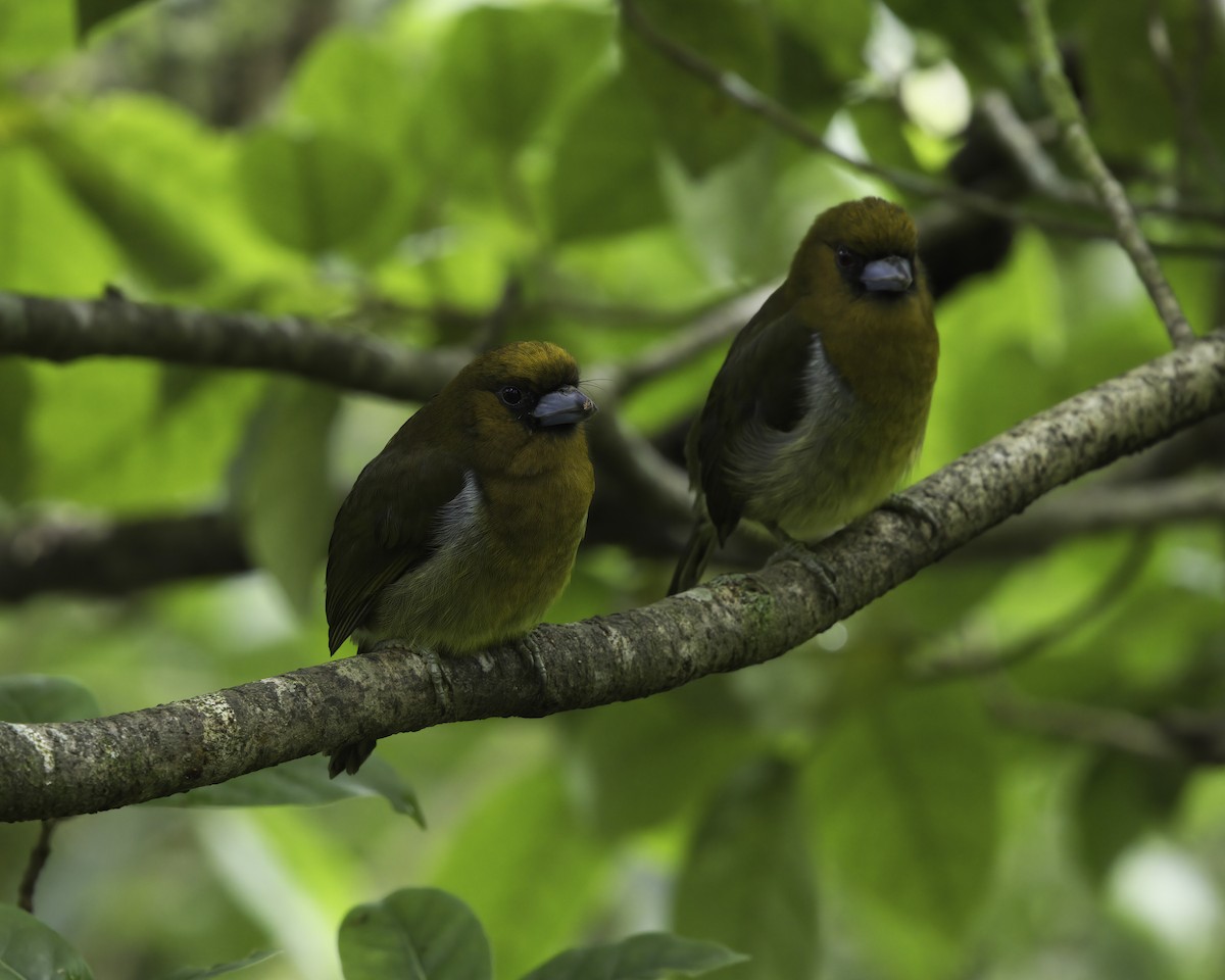 klonebbskjeggfugl - ML646754021