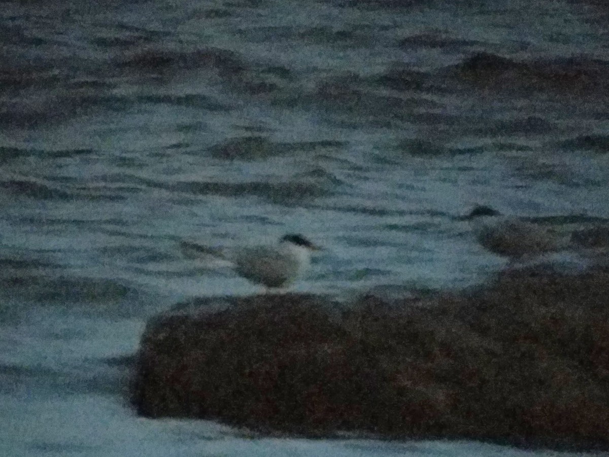 キョクアジサシ - ML646754025