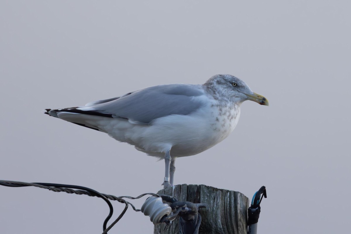 アメリカセグロカモメ - ML646754027