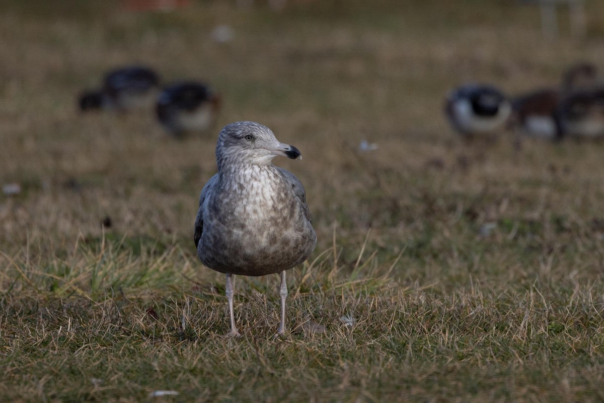 アメリカセグロカモメ - ML646754028
