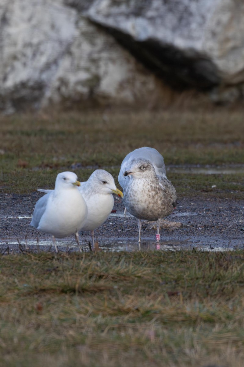 アメリカセグロカモメ - ML646754029