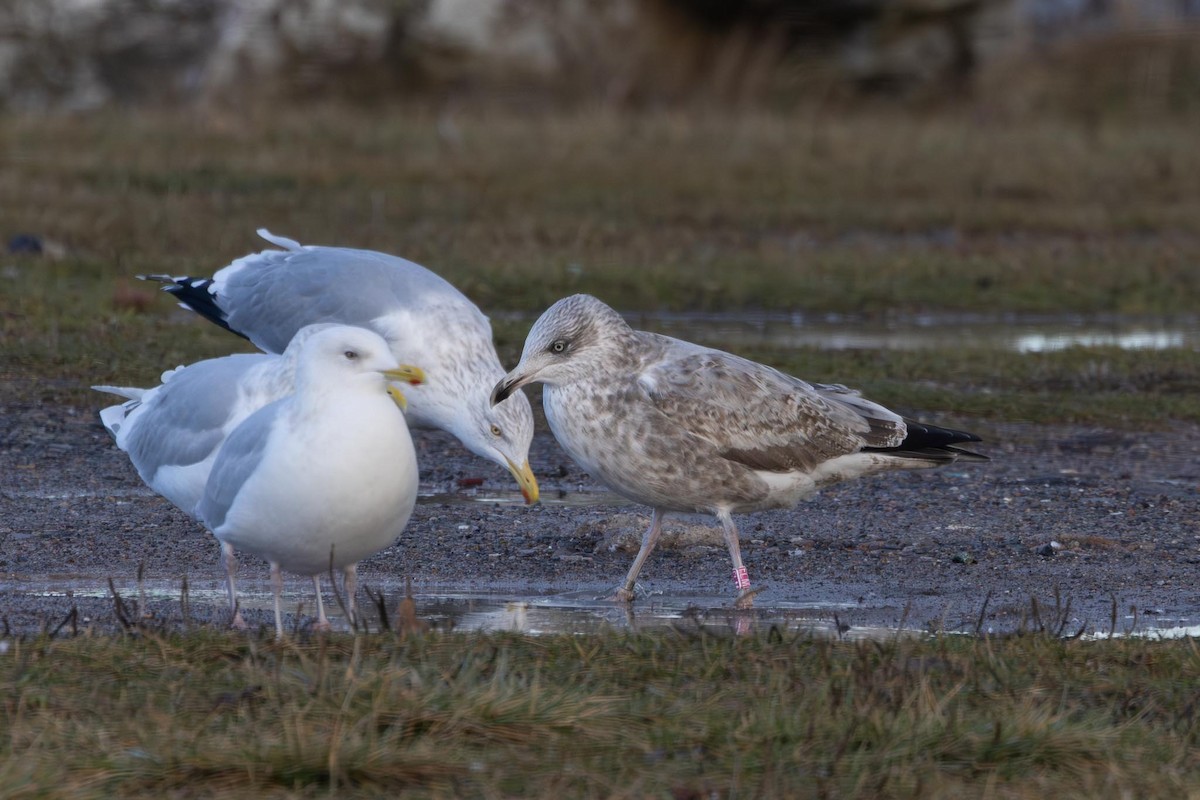 アメリカセグロカモメ - ML646754030