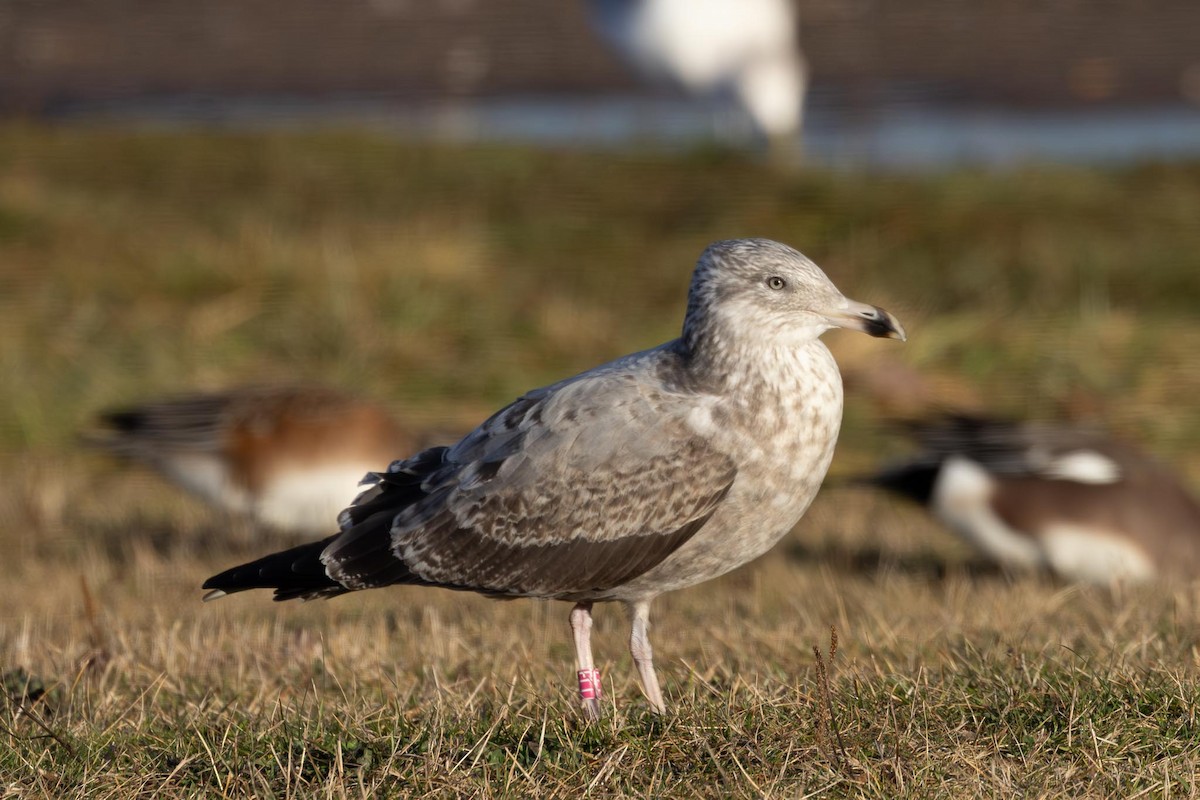 アメリカセグロカモメ - ML646754031