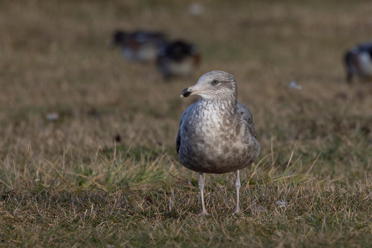 アメリカセグロカモメ - ML646754032