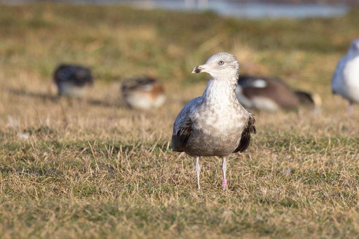 アメリカセグロカモメ - ML646754033