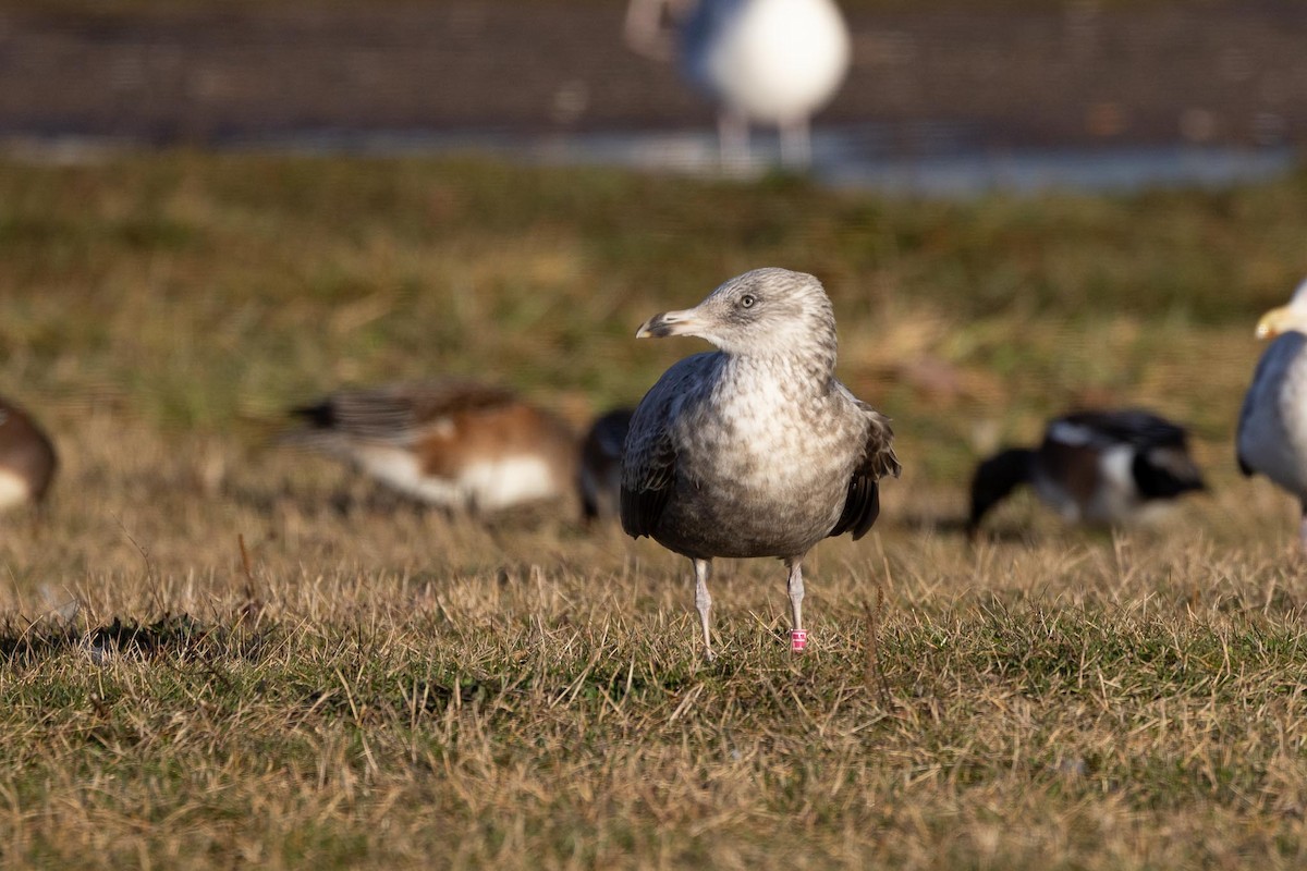 アメリカセグロカモメ - ML646754034