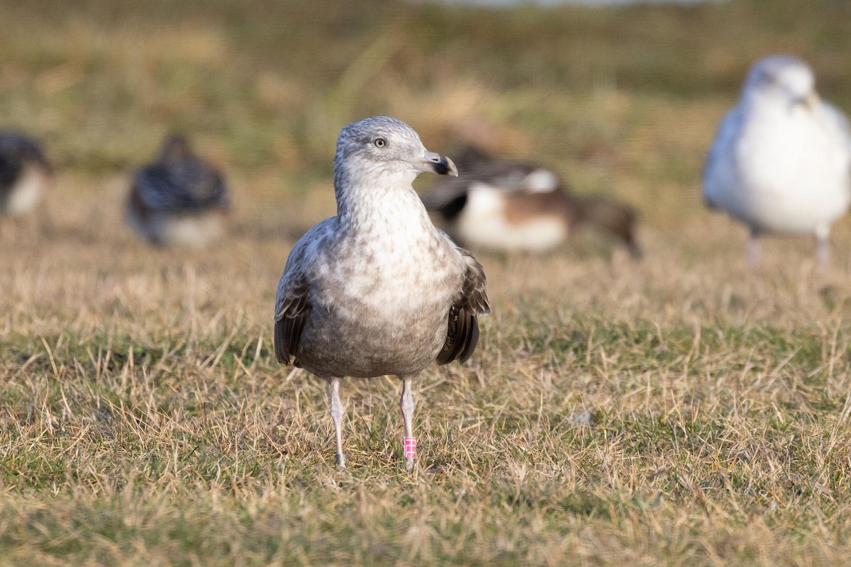 アメリカセグロカモメ - ML646754035