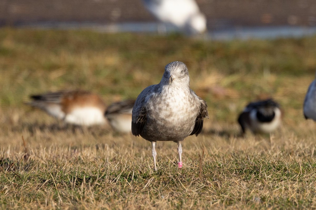 アメリカセグロカモメ - ML646754036