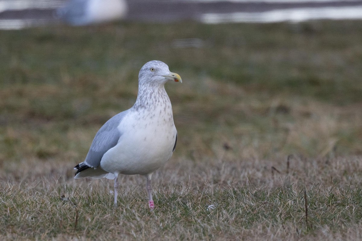 アメリカセグロカモメ - ML646754037