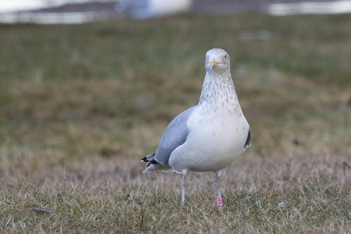 アメリカセグロカモメ - ML646754038
